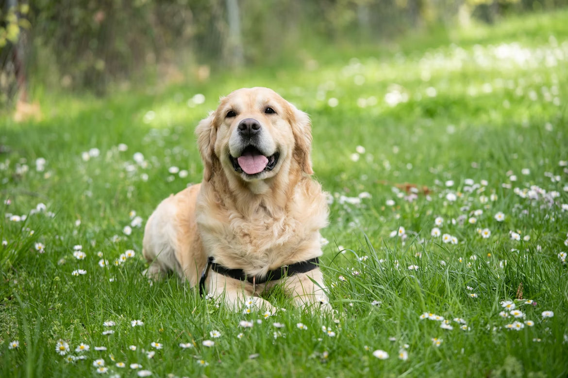 Enhancing Your Dog's Diet: Key Ways to Add Fiber