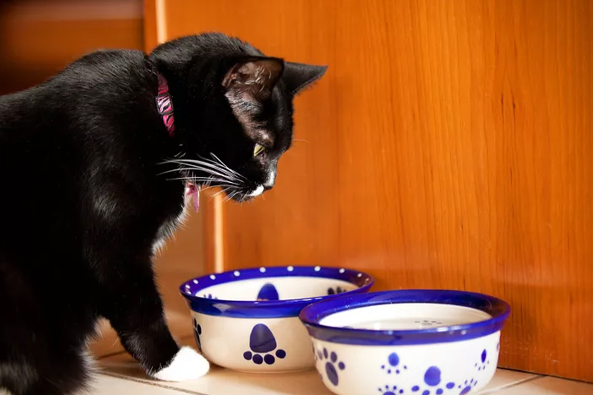 Cat Food 101: How to Pick the Perfect Cat Food For Any Palate