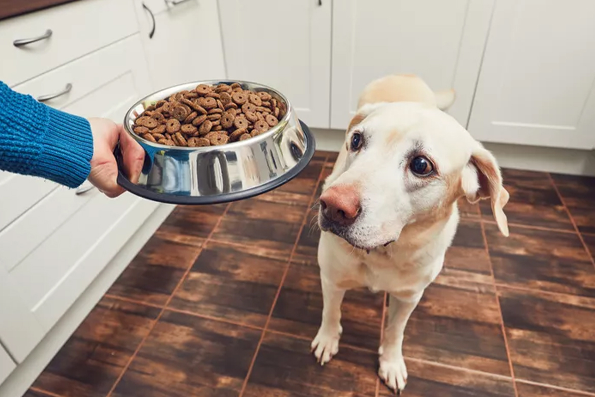 Mixing Wet and Dry Dog Food: A Comprehensive Guide to Pros and Cons