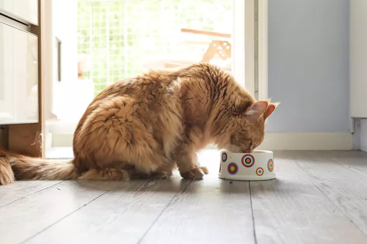 How Much Wet Food Should You Feed Your Cat Daily?